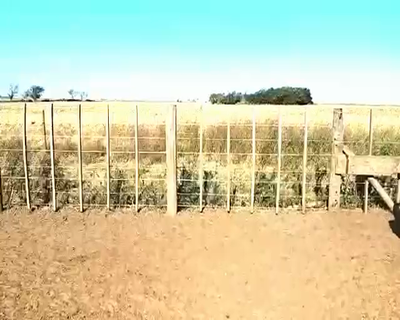 Lote 105 Terneras en Villa Rossi, Córdoba