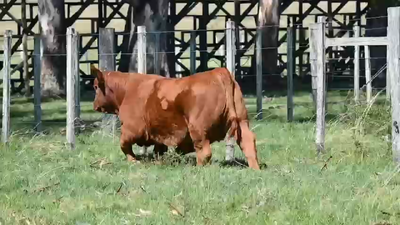 Lote Hembras
