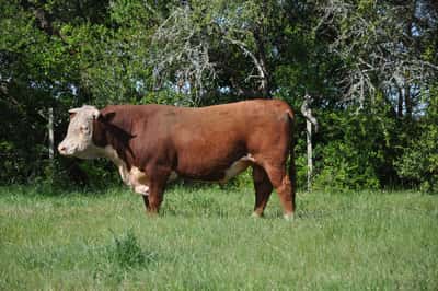 Lote PEDIGREE DE 3 AÑOS