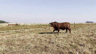 Lote TOROS BRANGUS, Cabaña "PIRIZAL"