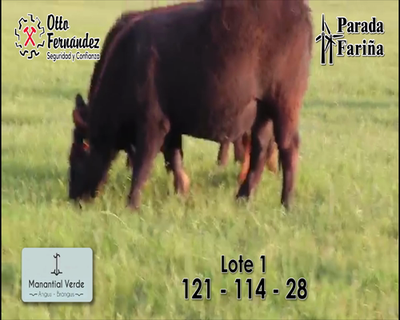 Lote LOTE 1- Vaquillonas Angus PI preñadas