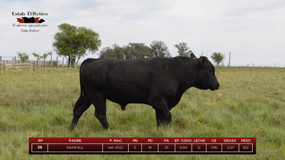 Lote Toros, Artigas