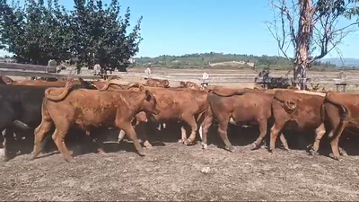 Lote 48 Novillo Engorda en Traiguén,  IX Región Araucanía