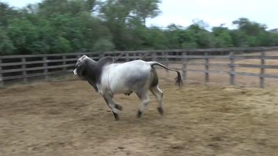 Lote TORO - BRAHMAN