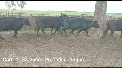Lote (Vendido)38 Vacas preñadas 2RA - 36AA 526kg -  en PARAJE RINCON DE PEREZ, RUTA 26 KM 80, A 96 KM DE  PAYSANDU Y A 165KM DE TACUAREMBÓ.