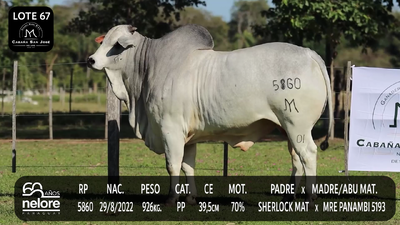 Lote LOTE 67