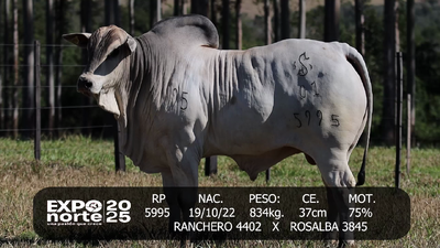 Lote JOSE SALOMON