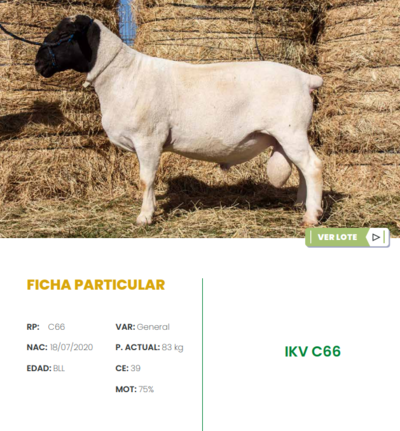 Lote LOTE 36