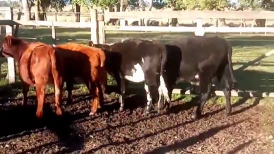Lote TERNERAS