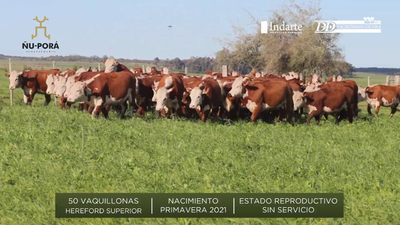 Lote 50 Vaquillonas HS Polled Hereford