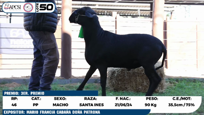 Lote LOTE 50