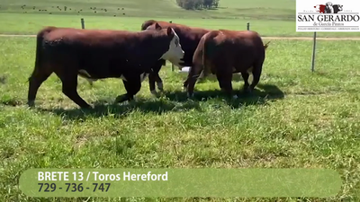 Lote 3 Toros Polled Hereford, Lavalleja