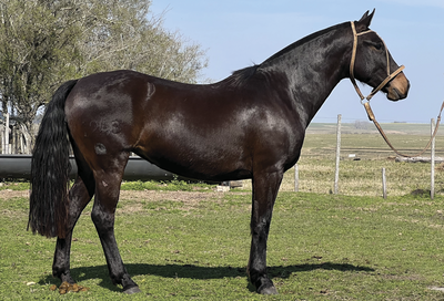 Lote CORONA RUMBEADORA