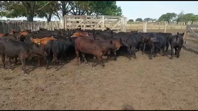 Lote 50 Terneros en Chajarí, Entre Ríos