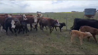 Lote 62 Piezas de cría en San Gregorio