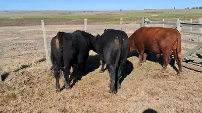 Lote 3 Toros Angus en Ruta 23 Km 120