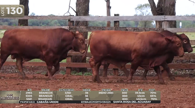 Lote LOTE 130