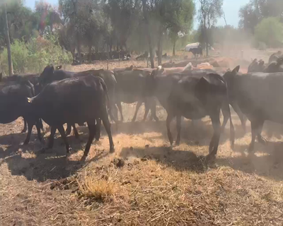 Lote 52 Vacas de invernar en Chaco, Juan José Castelli