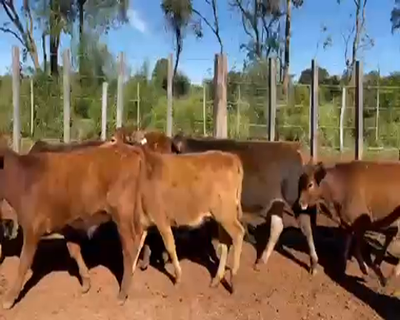 Lote 63 Terneros/as en San Carlos, Corrientes