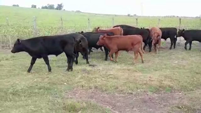 Lote (Vendido)11 Terneros ANGUS 200kg -  en EL CHILENO