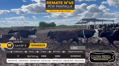 Lote 9 Terneros y Terneras en Agraciada, Soriano