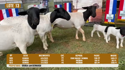 Lote LOTE 13 - DESTACADO