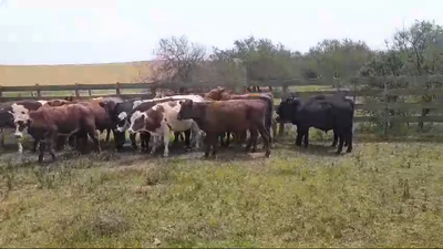 Lote TERNEROS