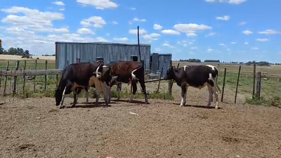 Lote NOVILLOS HOLANDO