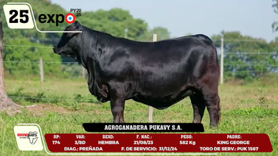 Lote LOTE 25