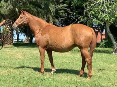 Lote Ballet Royale – Yegua preñada de Brujo de Olleros