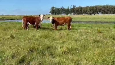Lote 3 Vacas de Invernada HEREFORD, Rocha