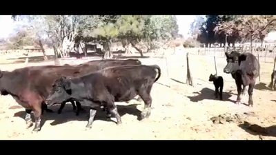 Lote 35 Vacas en Cañuelas, Buenos Aires