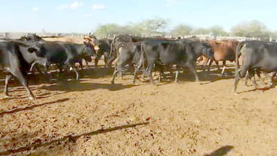 Lote 70 Vacas de invernar en Quimilí, Santiago del Estero
