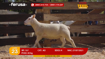 Lote Lote 23