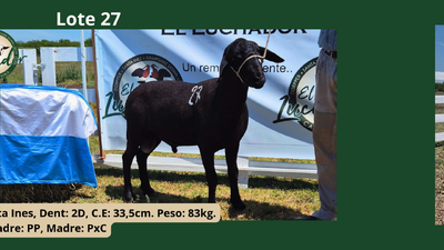 Lote PxC
