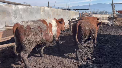 Lote 20 Novillo Gordo en Mostazal, VI Región O'Higgins