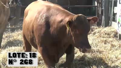 Lote 3 Toros, Durazno