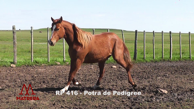 Lote POTRAS PEDIGREE