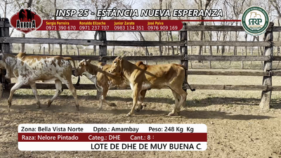 Lote Insp 25