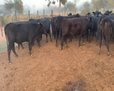 Lote 31 Vaquillonas C/ gtia de preñez en Juan José Castelli, Chaco