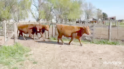 Lote 18 Vaquillonas C/ gtia de preñez en Cañuelas, Buenos Aires