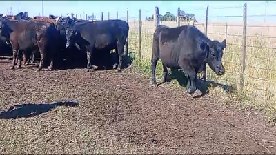 Lote 50 Novillitos