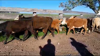 Lote 36 Vaquillonas 1 a 2 años 3 HE,  2 AA,  2 RA,  17 AA x HE,  9 RA x HE,  3 HE x CH 211kg -  en BALTASAR BRUM