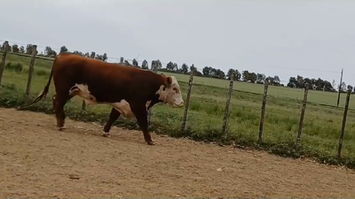 Lote TORO PO -