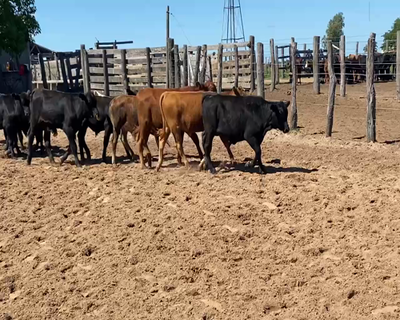 Lote 104 Terneros en Corrientes, Esquina
