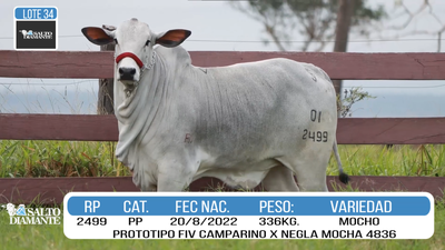 Lote LOTE 34