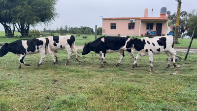  TERNERAS