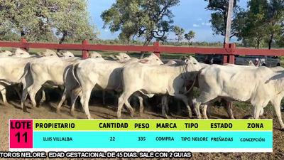 Lote LOTE 11 - 22 VAQUILLAS PREÑADAS CBO 0 - CBO 9