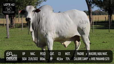 Lote LOTE 62