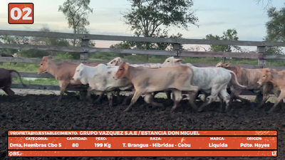 Lote LOTE 2